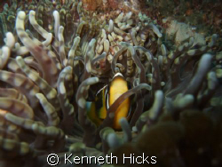 Clown Fish by Kenneth Hicks 